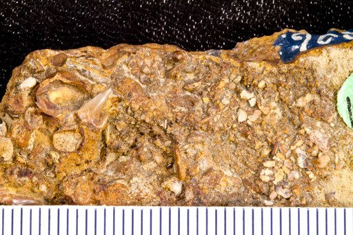 Scyllium planidens Williston