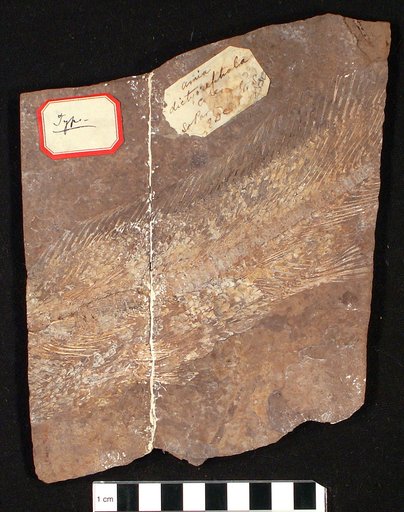 Amia dictyocephala Cope
