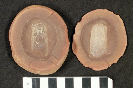 Sagenodus conchiolepis Cope
