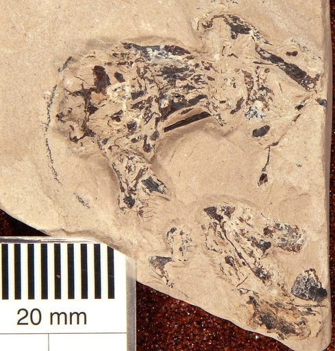 Plioplarchus septemspinosus Cope