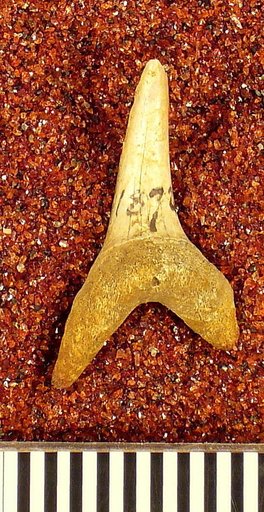 Isurus sp