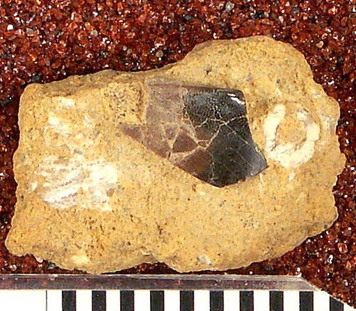 Xystrodus simplex St.John & Worthen