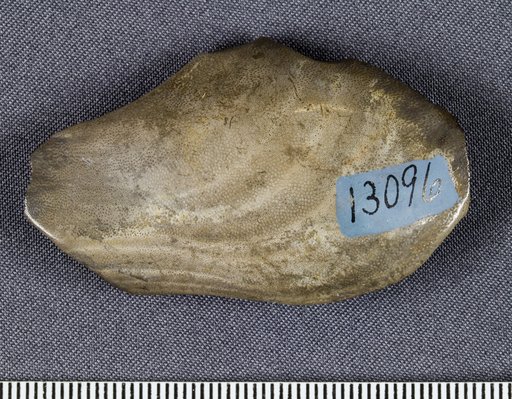 Taeniodus regularis St.John & Worthen
