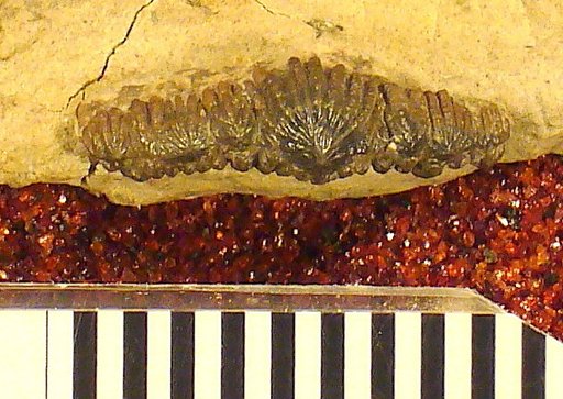 Orodus decussatus St.John & Worthen