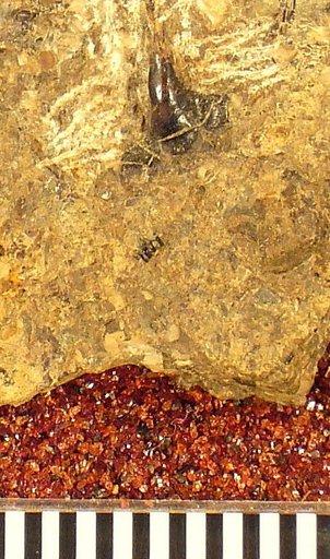 Lambdodus reflexus St.John & Worthen