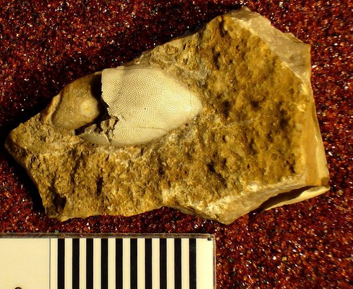 Cochliodus van hornii St.John & Worthen