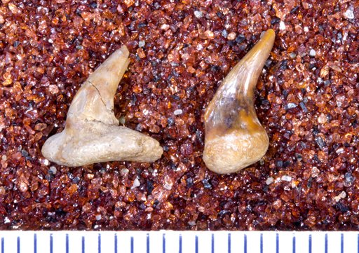 Lambdodus costatus St.John & Worthen