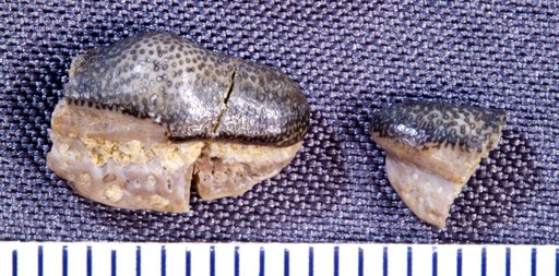 Leiodus calcaratus St.John & Worthen