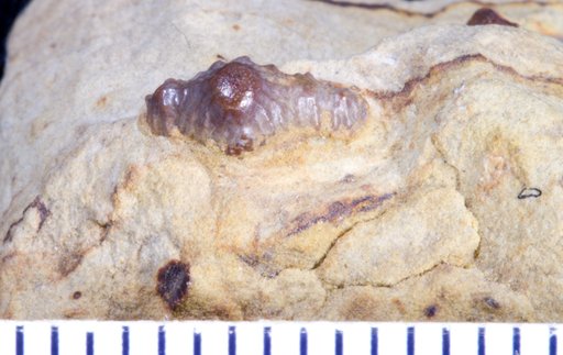 Orodus decussatus St.John & Worthen