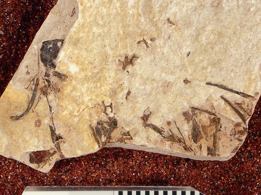 Plioplarchus septemspinosus Cope