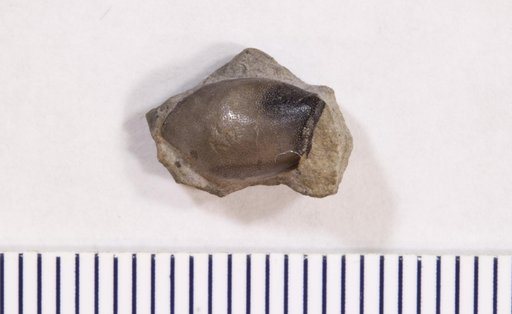Psephodus ? symmetricus St.John & Worthen