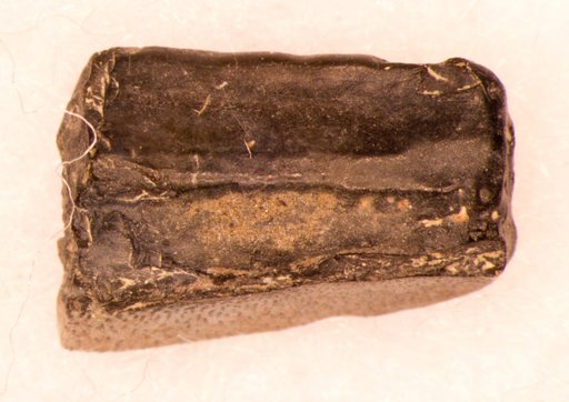Chomatodus inconstans St.John & Worthen