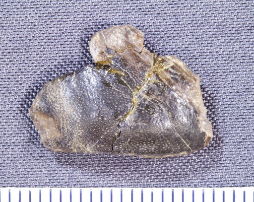 Chitonodus springeri St.John & Worthen