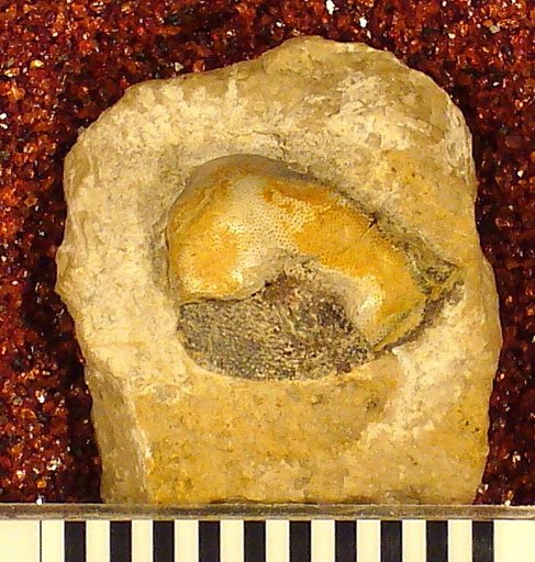 Psephodus latus St.John & Worthen