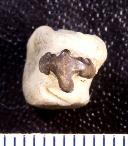 Orodus fastigiatus St.John & Worthen