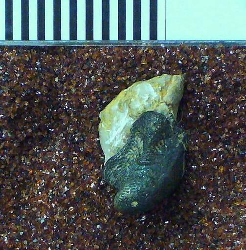 Chomatodus comptus St.John & Worthen