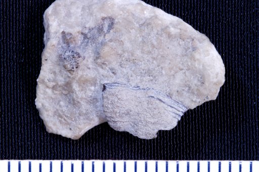 Chitonodus liratus St.John & Worthen
