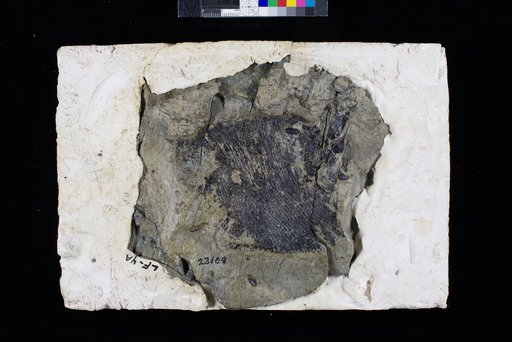 Schaefferichthys leudersensis Dalquest