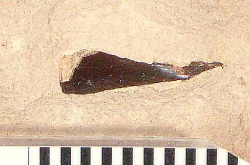 Plioplarchus septemspinosus Cope