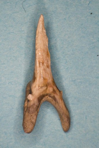 Odontaspis macrota var. semistriata Leriche