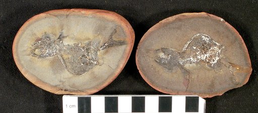 Nozamichthys contorta Schultz & Bardack