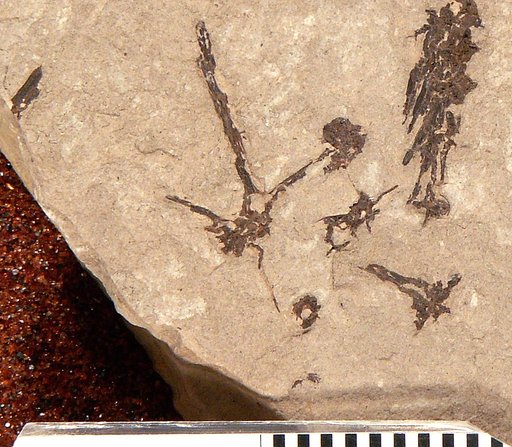 Plioplarchus septemspinosus Cope