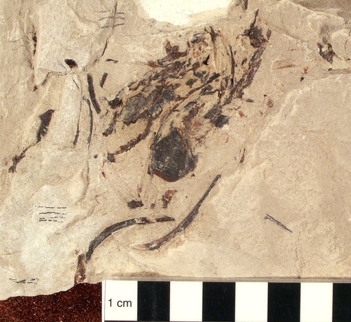 Plioplarchus septemspinosus Cope