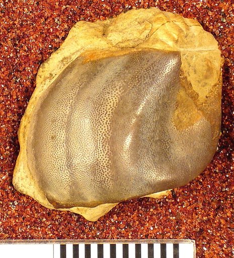 Psephodus obliquus St.John & Worthen