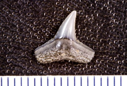 Sphyrna prisca var. eastmani Leriche