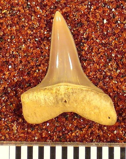 Oxyrhina praecursor var. americana Leriche
