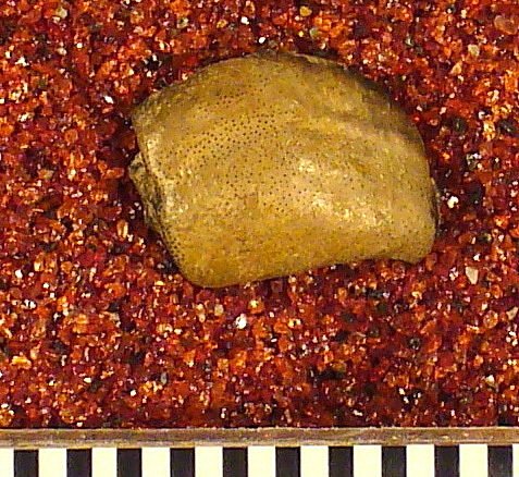 Psephodus obliquus St.John & Worthen