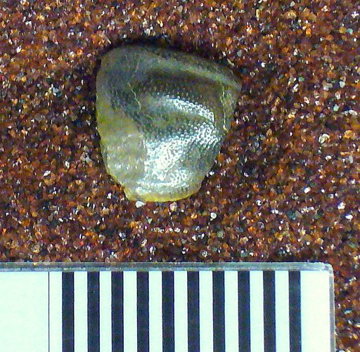Chitonodus springeri St.John & Worthen