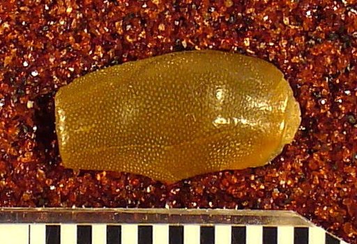 Stenopterodus planus St.John & Worthen