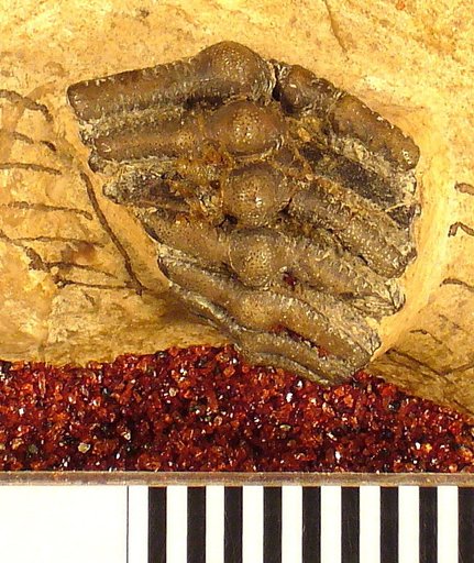 Orodus whitei St.John & Worthen