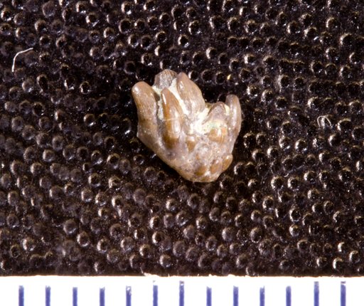 Stemmatodus cheiriformis St.John & Worthen