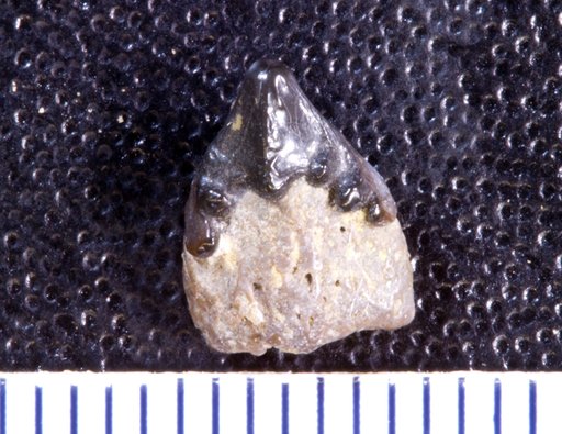 Orodus fastigiatus St.John & Worthen