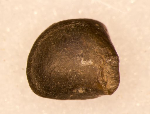 Tanaodus sculptus St.John & Worthen