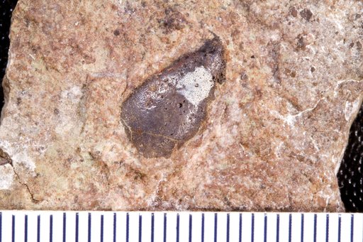 Sandalodus minor Bryant