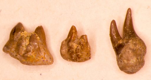 Stemmatodus symmetricus St.John & Worthen