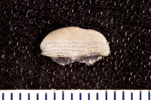 Tanaodus pumilis St.John & Worthen