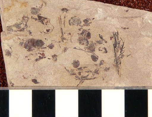 Plioplarchus septemspinosus Cope