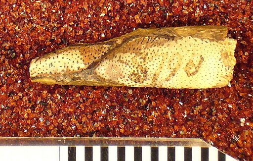 Mylognathus priscus Leidy