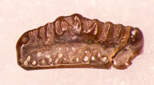 Orodus carinatus St.John & Worthen