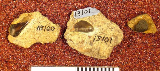 Orthopleurodus nova-mexicanus St.John & Worthen