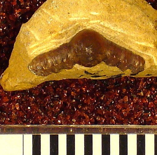 Orodus daedaleus St.John & Worthen