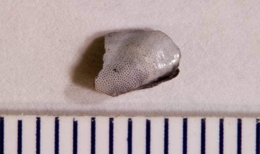 Vaticinodus ? simplex St.John & Worthen