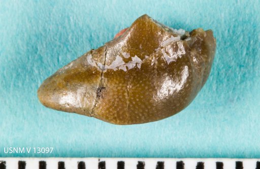 Taeniodus regularis St.John & Worthen