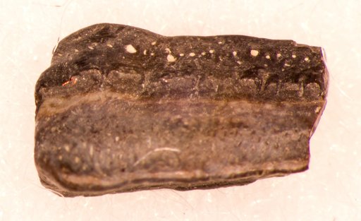 Chomatodus inconstans St.John & Worthen