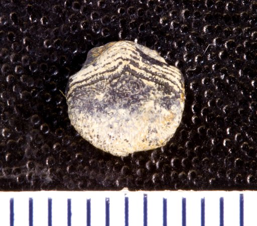 Tanaodus sculptus St.John & Worthen