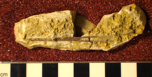 Ctenacanthus pugiunculus St.John & Worthen
